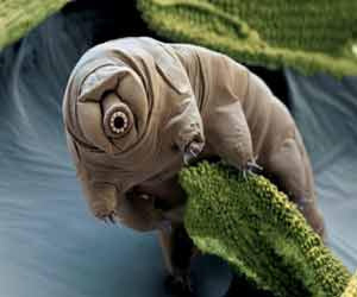 The Tardigrades save the Earth!