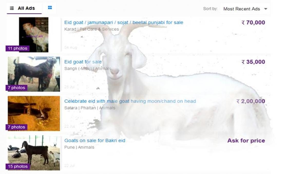 Beautiful, honest or organic-fed: Pick your goat online this Bakr Eid