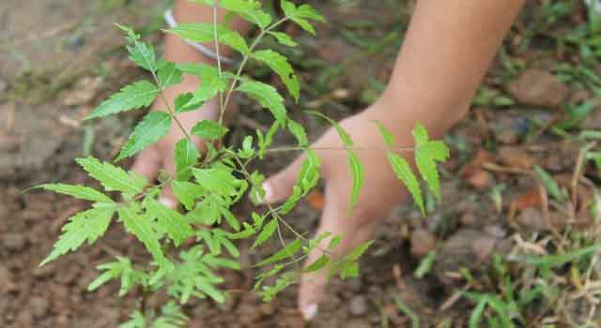 Shadow over KTR’s mega plantation drive