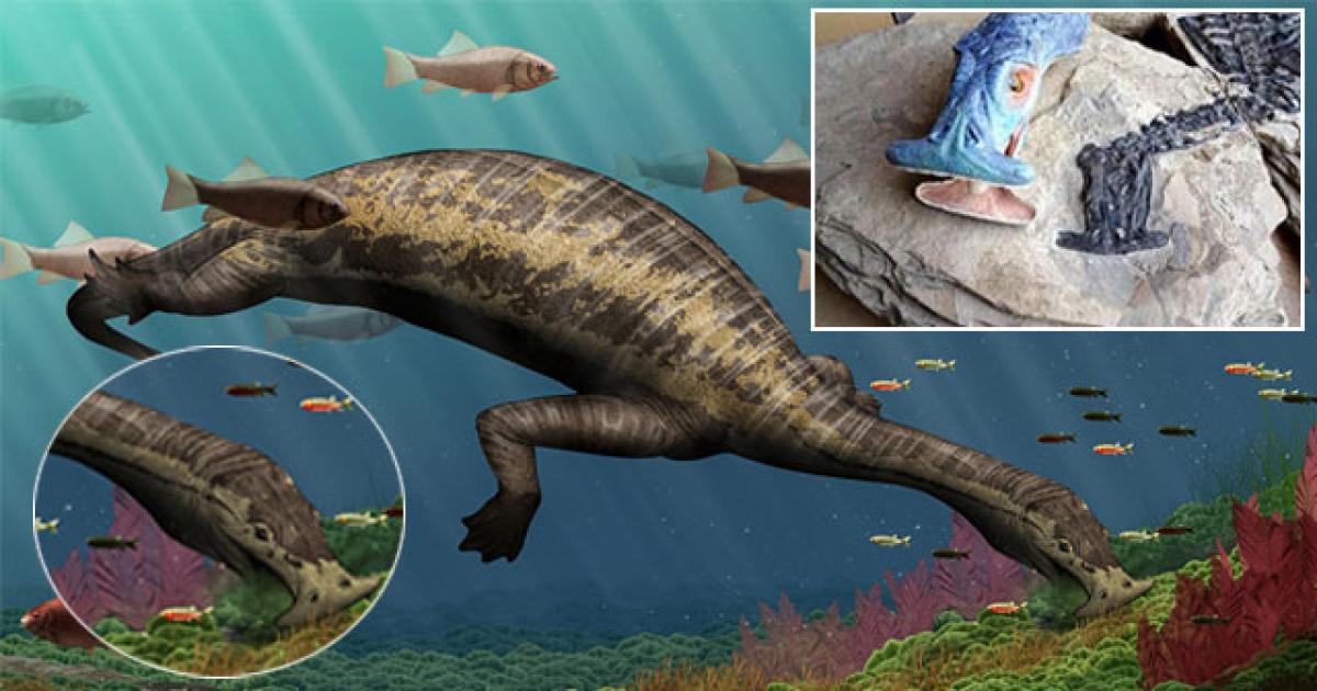 Meet oceans first vegetarian reptile-Hammerhead