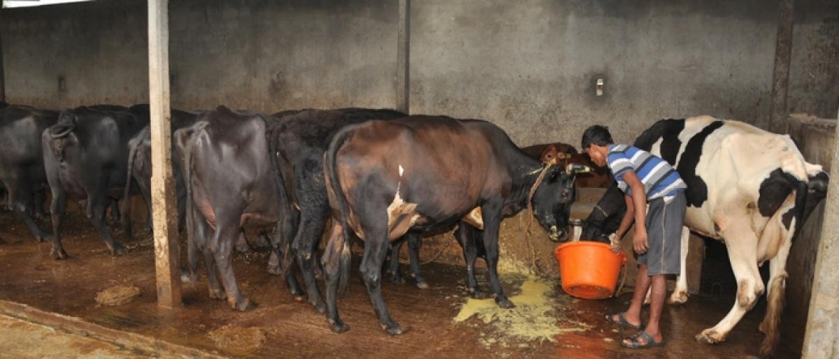 Drought hits milk output in Prakasam