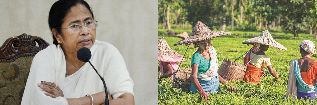 West Bengal allocated over Rs 1,000cr for tea garden workers since 2011