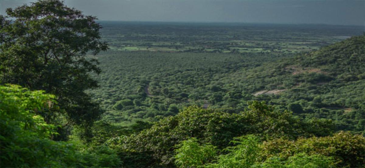 India’s forest cover expands: Report