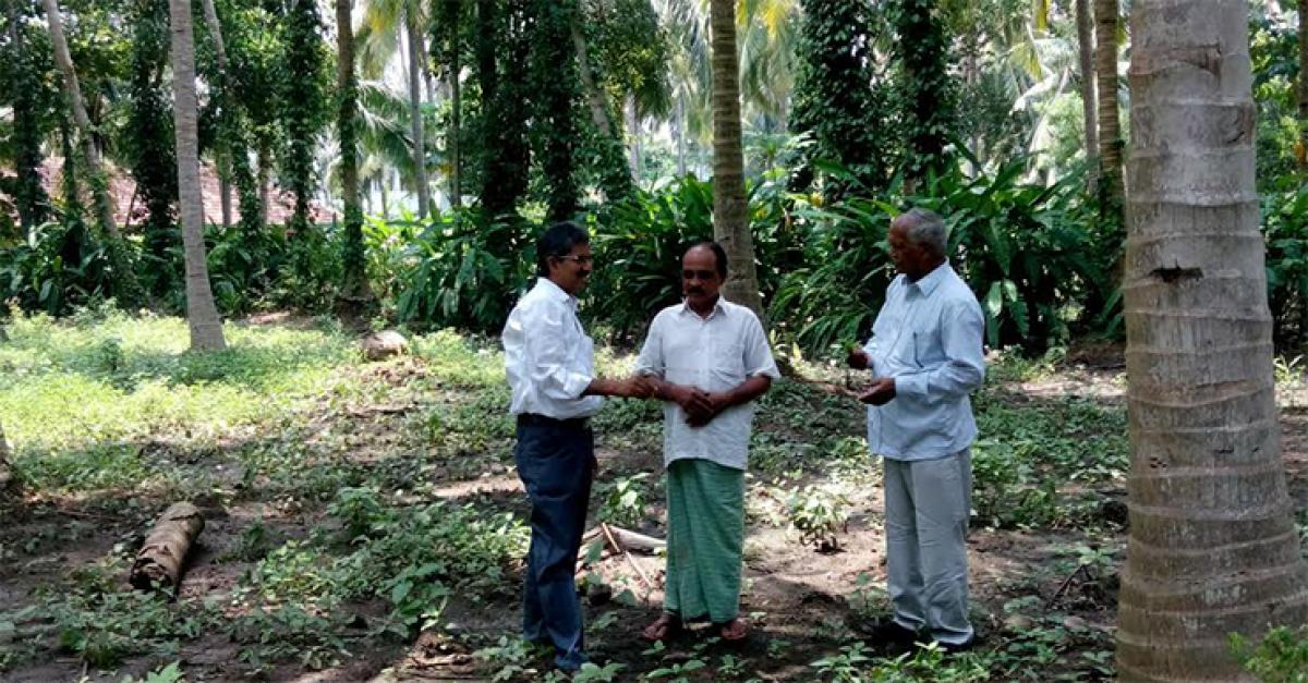 Coconut farming a tall order now