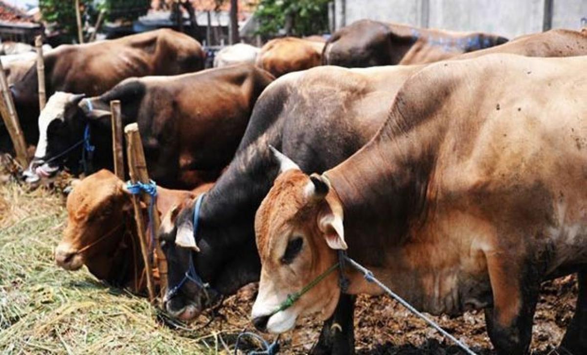 Indias push to save its cows starves Bangladesh of beef