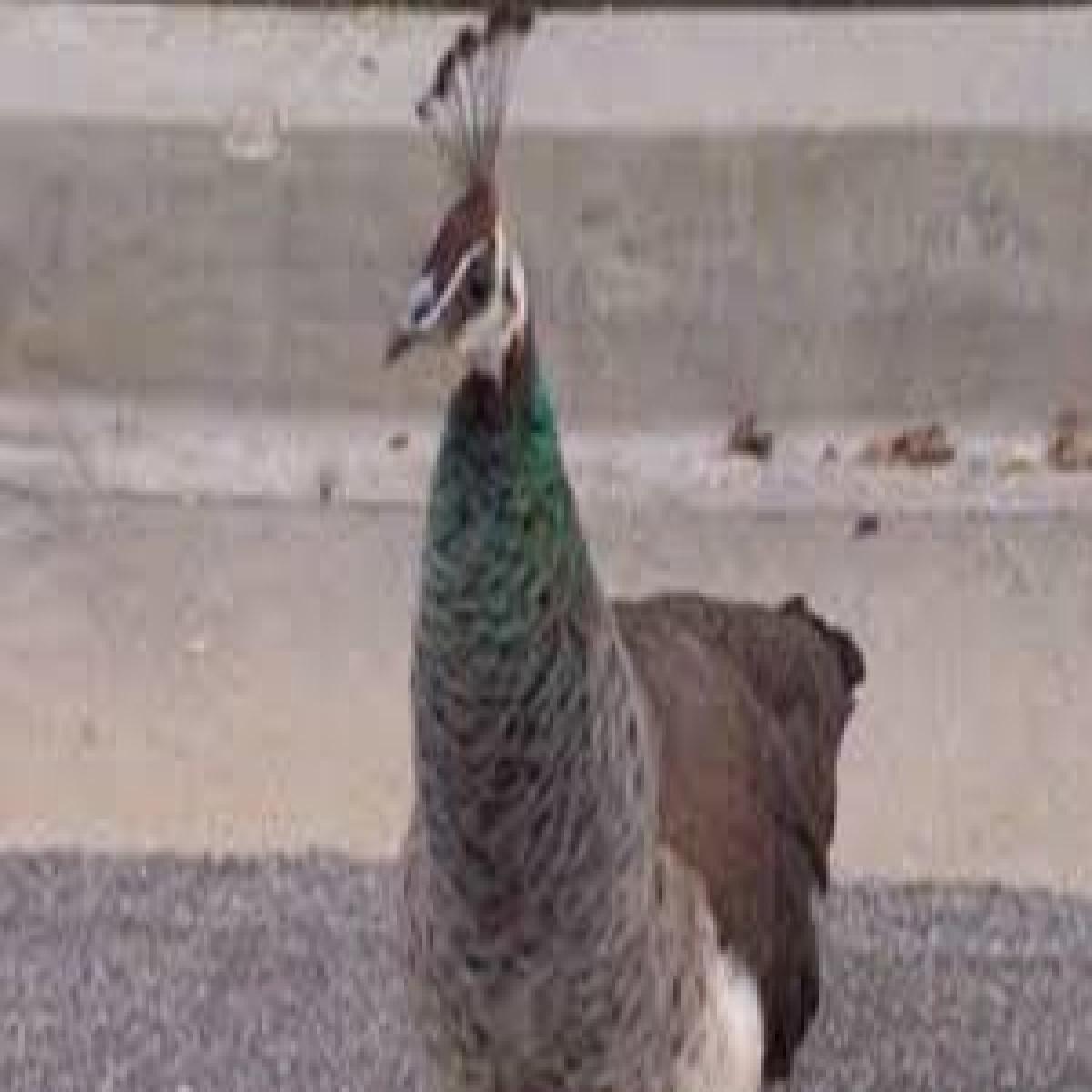 Shepherd rescues hurt peacock