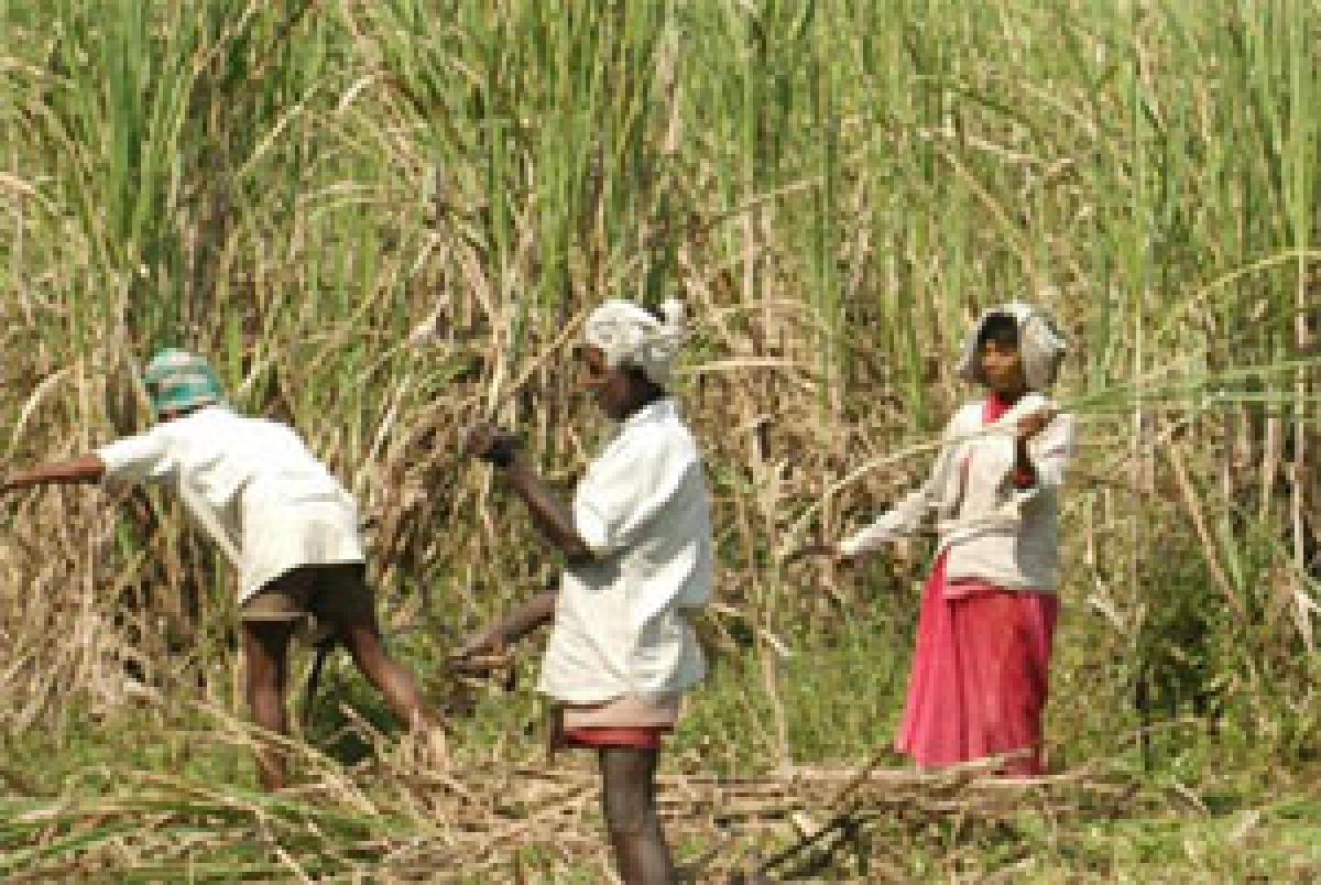 Sugarcane Growers To Get Direct Subsidy