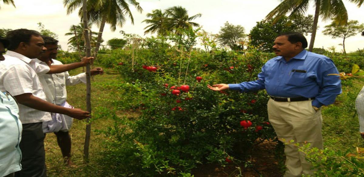 Anantapur emerging as horticulture hub of State