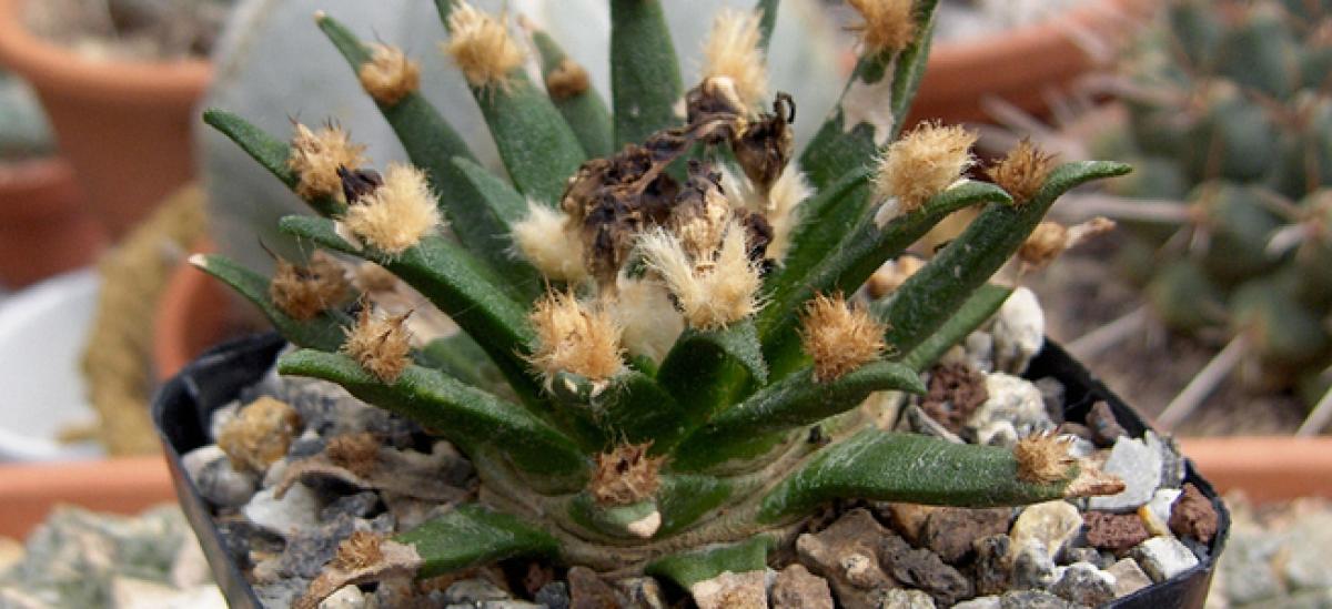 Living rock cactus plant