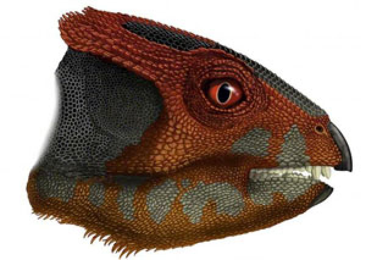 Scientists find new species of horned dinosaur