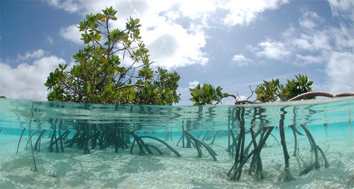 Mangroves help protect against sea level rise