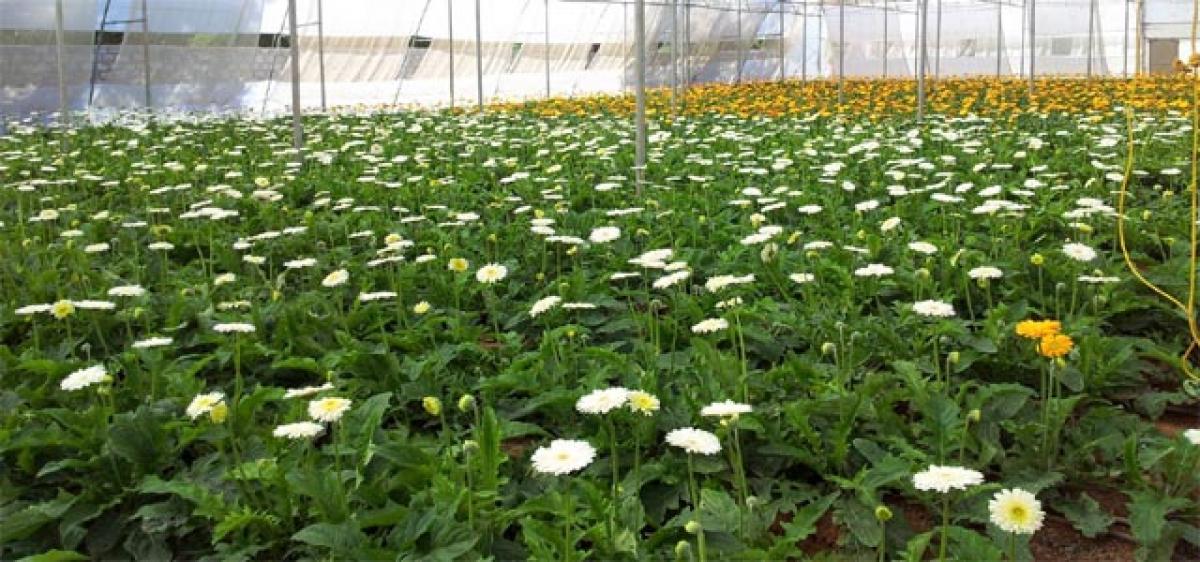 Bloom time for floriculture farmers!