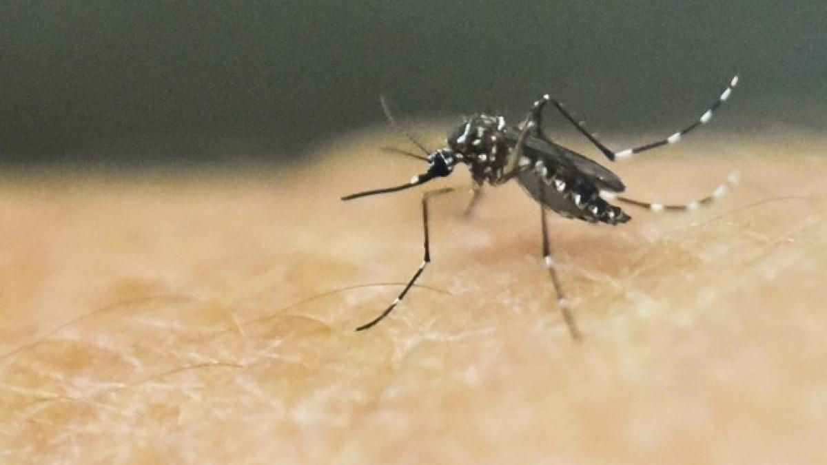 Europe becomes worlds first malaria free region: WHO