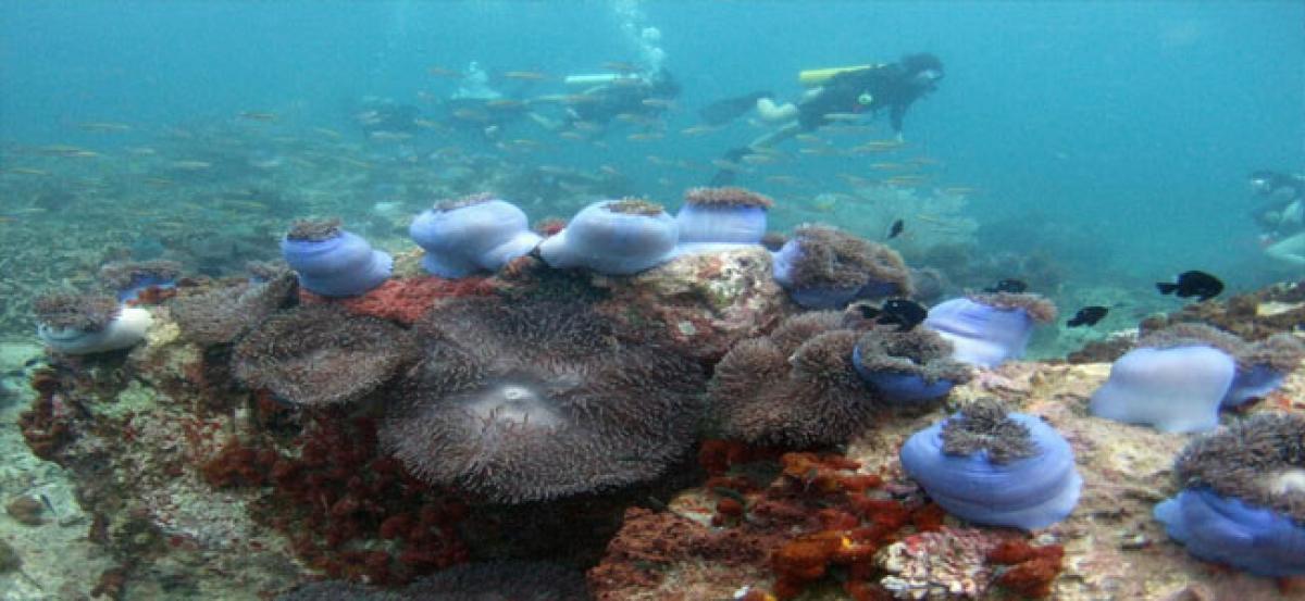 Plastic trash wreaking havoc on corals: Study