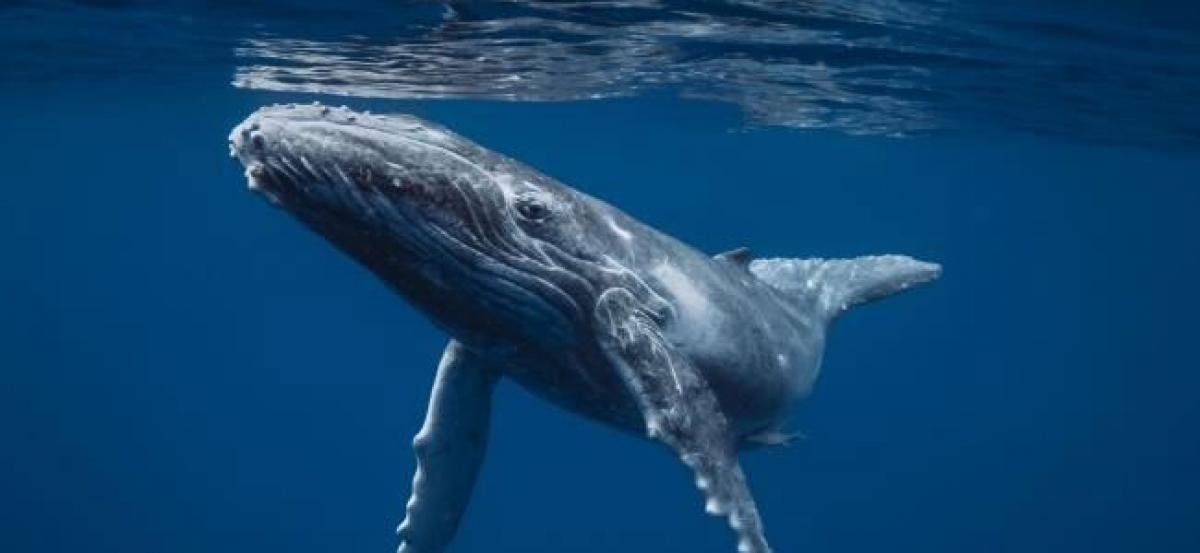 Whales are vulnerable to ocean micro-plastic