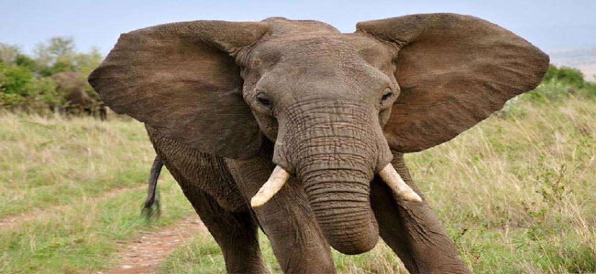 Elephants have unique personalities: Study