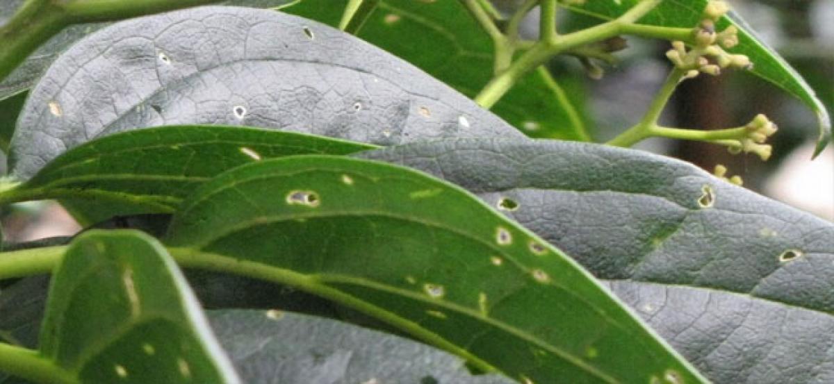 Assam forester rediscovers ‘extinct’ medicinal plant