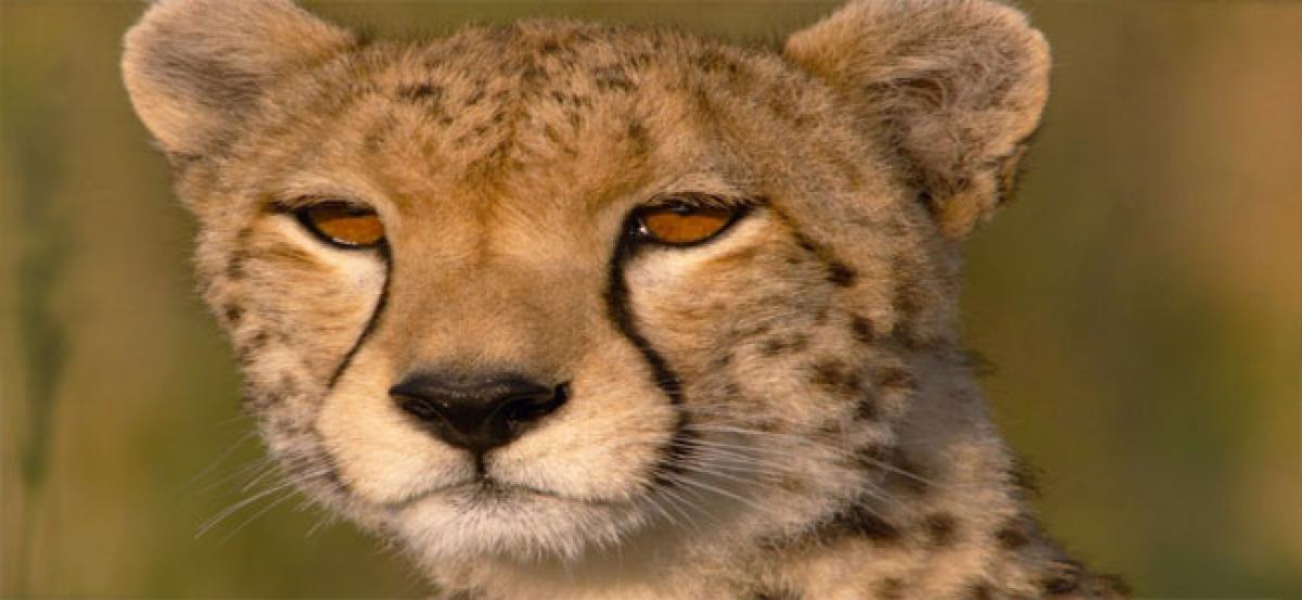 Cheetah HAS ear for high-speed hunting