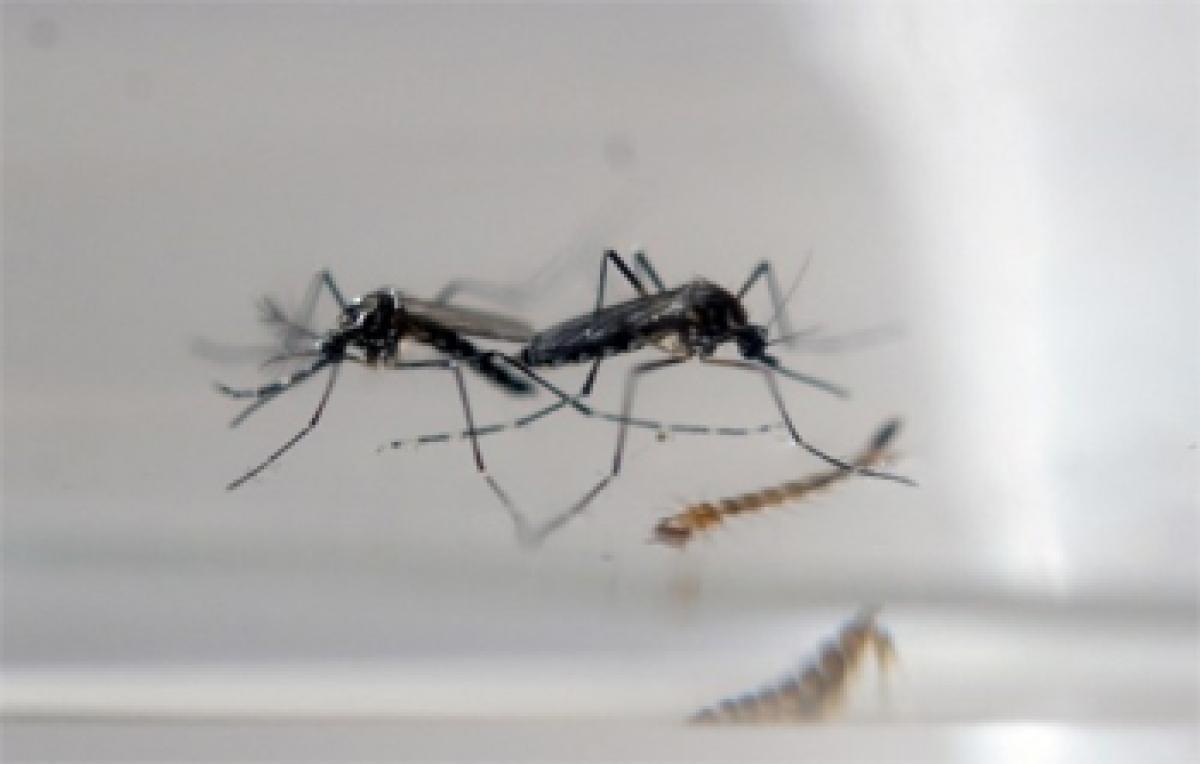 Zika mosquito found in Chile, first time in decades