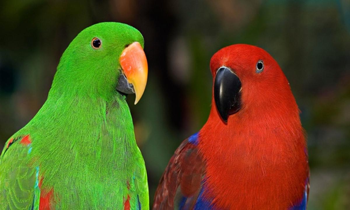 Easy Job and Lazy People in Corporate – Know why from Eclectus   Parrot