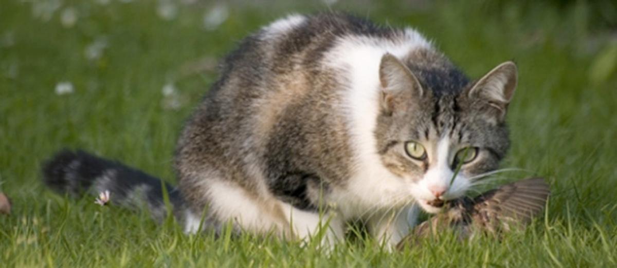 Domestic cats turning into wildlife killers