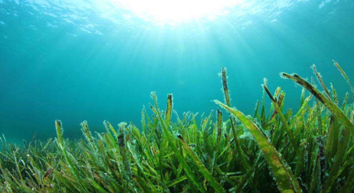 Did seaweed help us become humans?