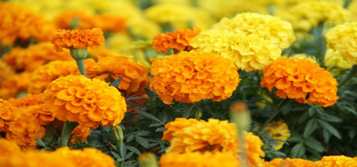 Bouquet of profits for Marigold growers