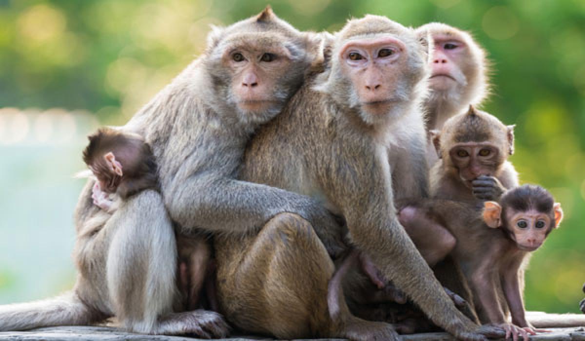 Social ties boost life expectancy in monkeys: Study