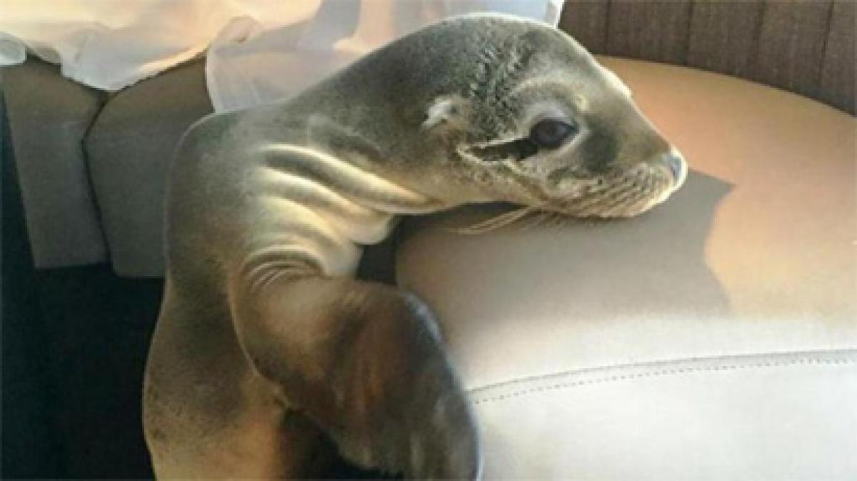 Baby sea lion found napping in California restaurant