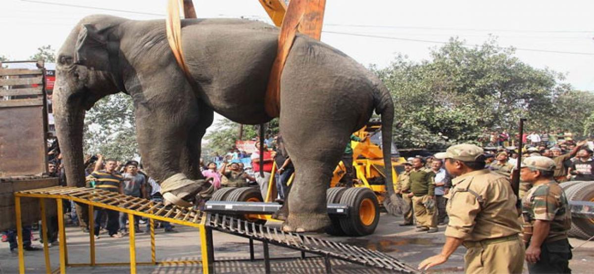 Wild elephant enters Siliguri town smashing cars and damaging houses