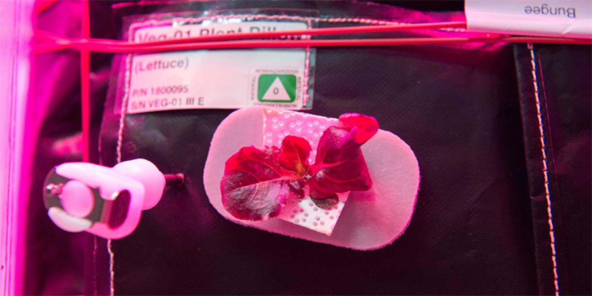 Astronauts at Nasa to taste lettuce grown on space