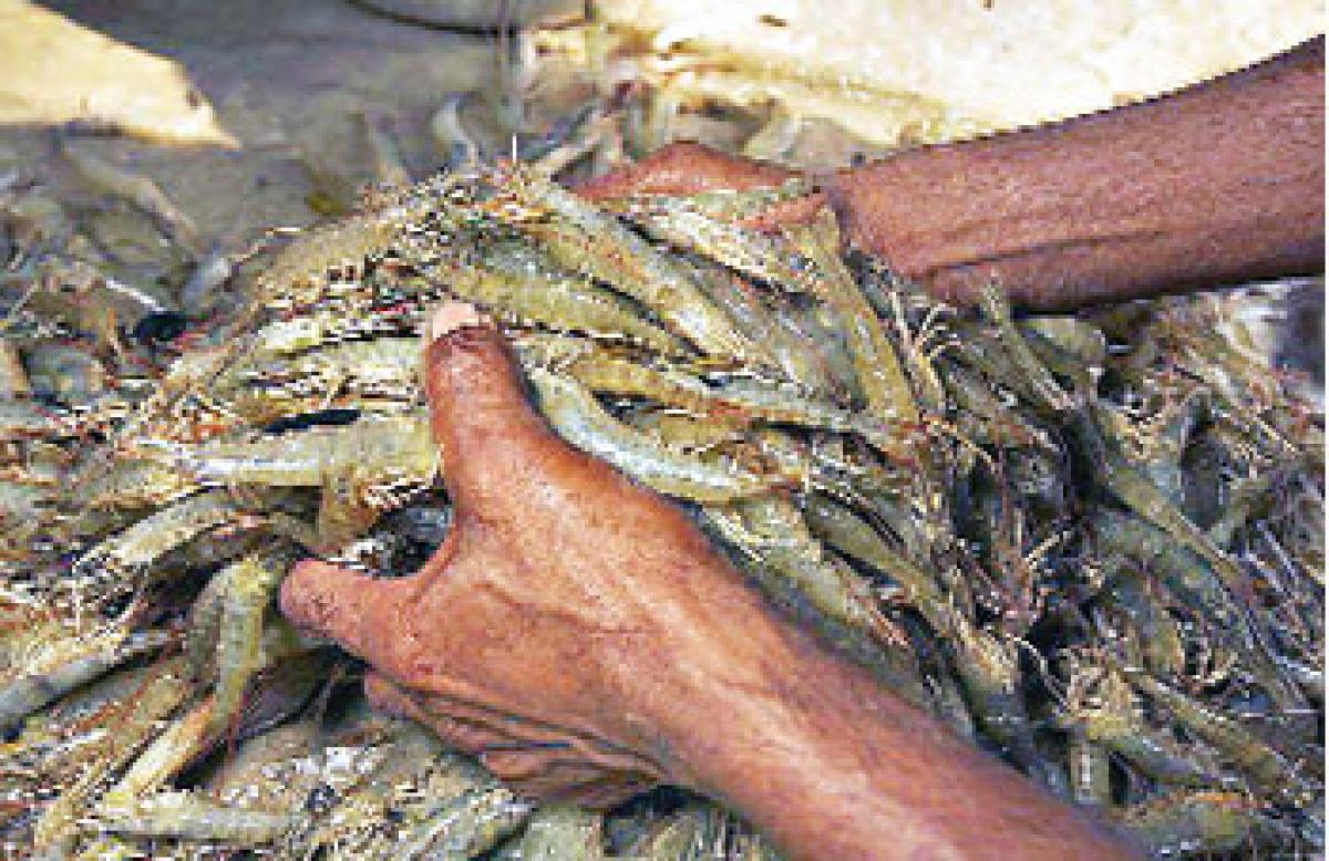 Unauthorised shrimp culture on rise