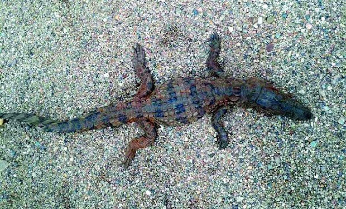 Baby crocodile scares pilgrims at Pushkar Ghat