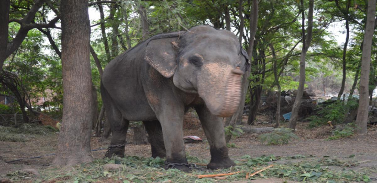 Female elephant rescued from circus