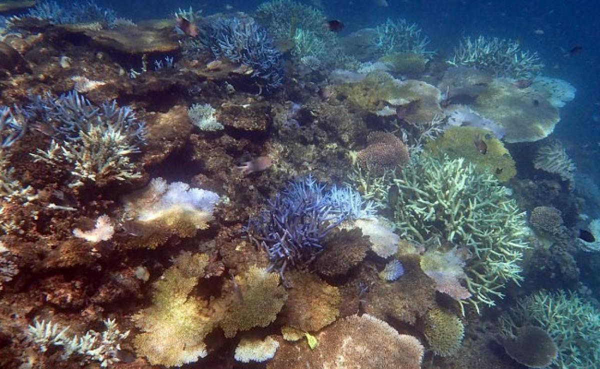 Zero Recovery For Corals In Back-To-Back Australia Bleaching
