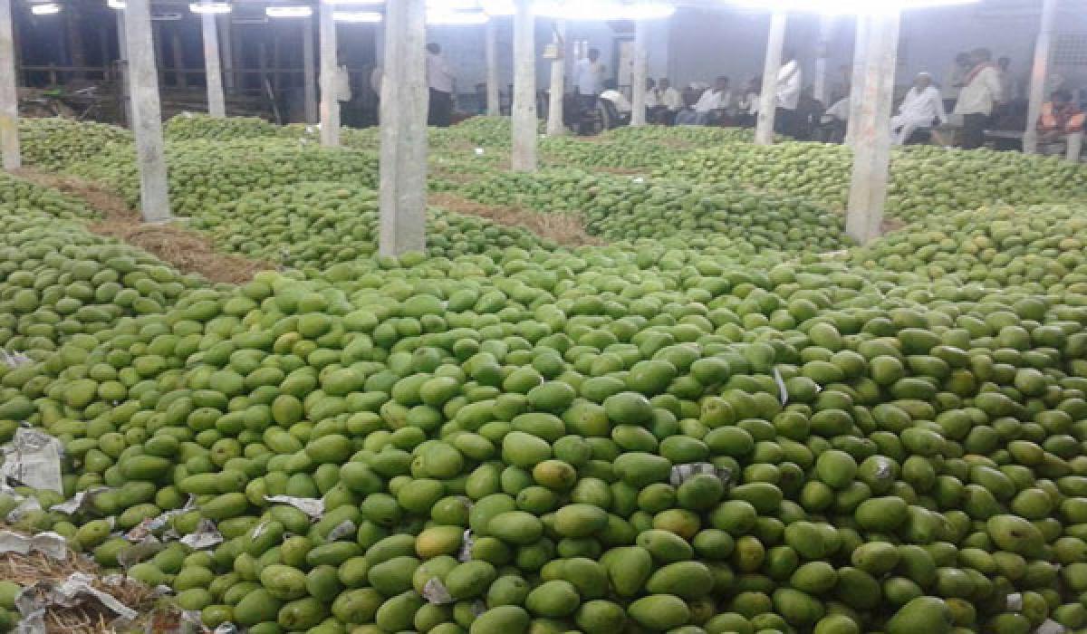 Fall in mango prices irks farmers