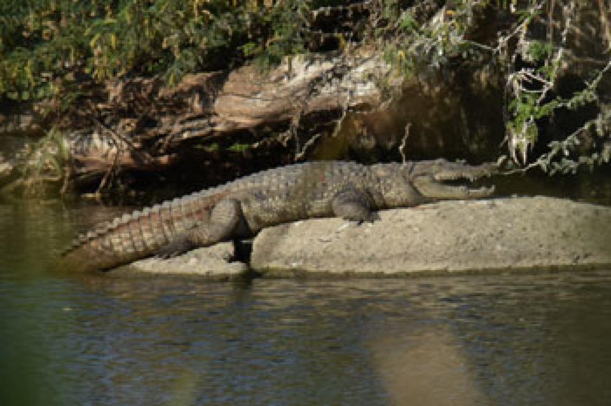 Crocs sex ratio under scientists scrutiny