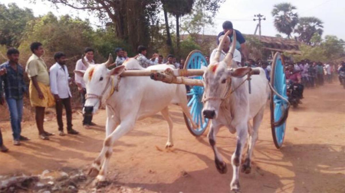 State-level bullock cart race organised