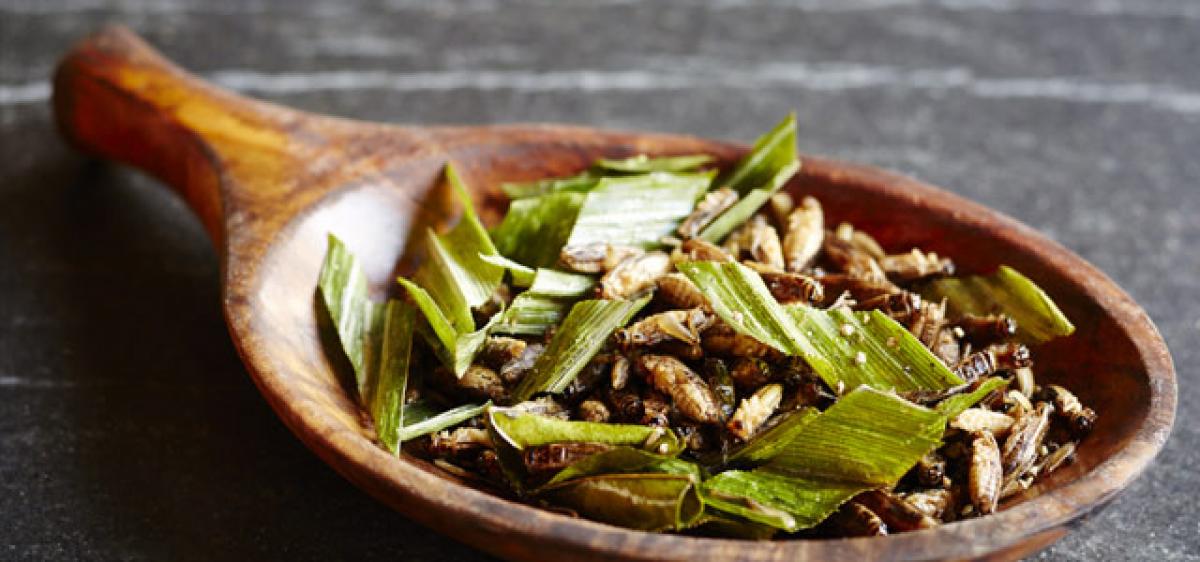 Edible insects may help cut harmful emissions: Study