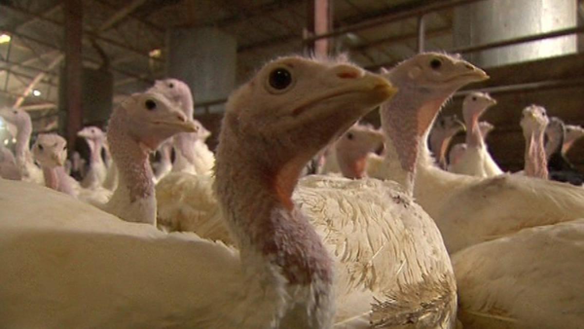 Case of H5N8 bird flu in German farm, nearly 16,000 turkeys to be culled