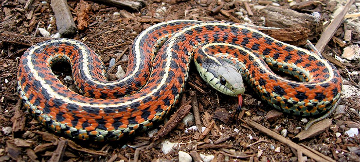 Advantage and success from confusion…the HR message of Garter snake