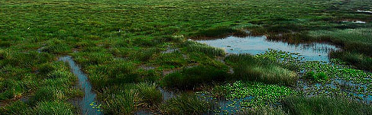 World Wetlands Day