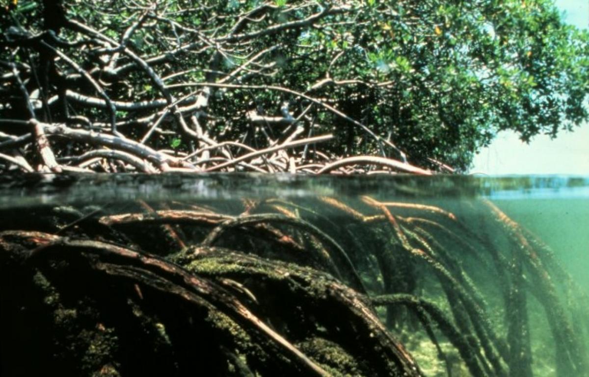 The top and bottom line ratio of nature – Management message of mangroves