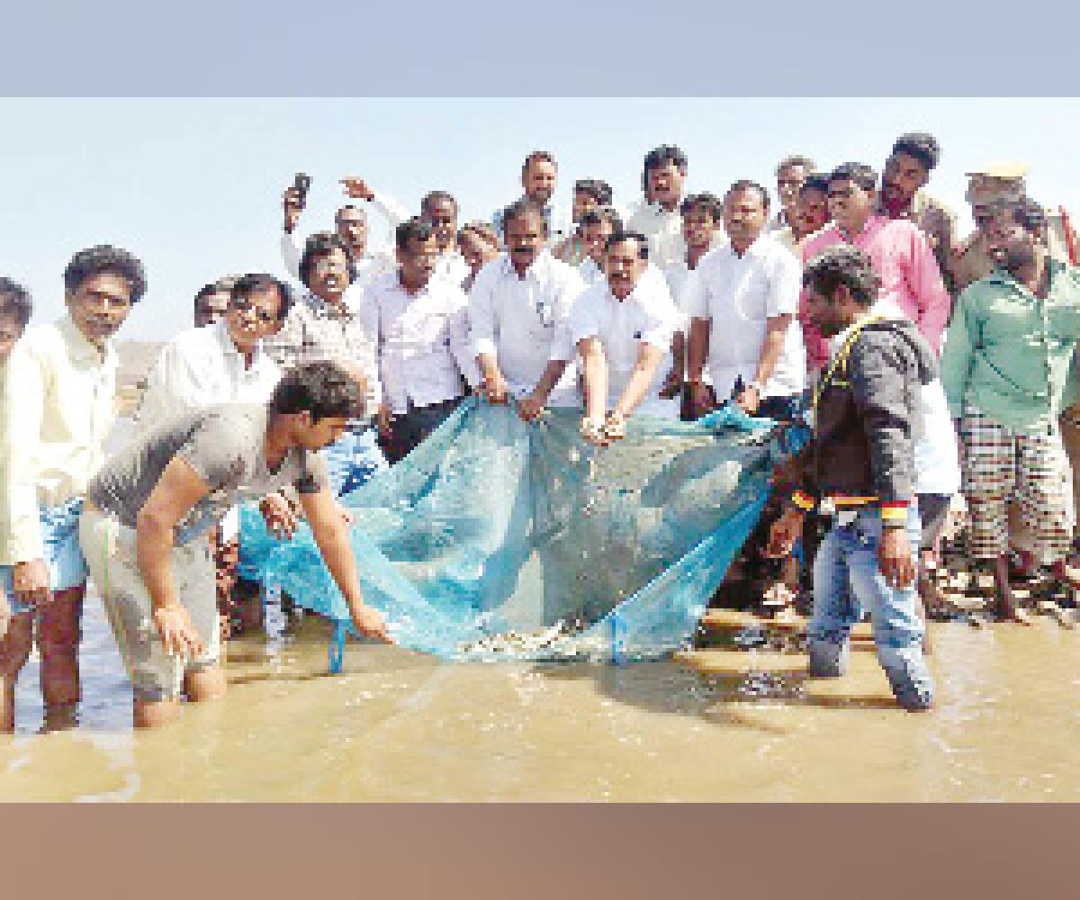 55 lakh fishlings released