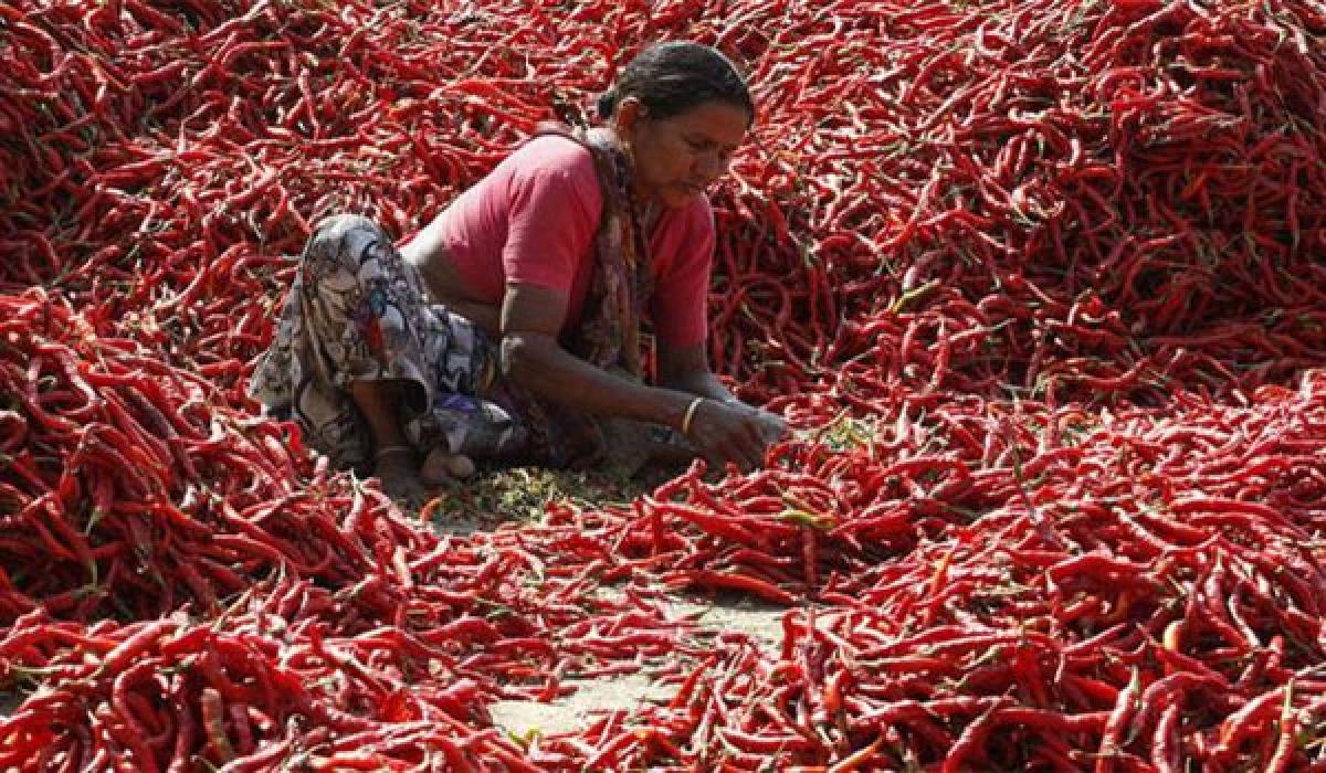 Chilli prices dropped further after govt announced compensation