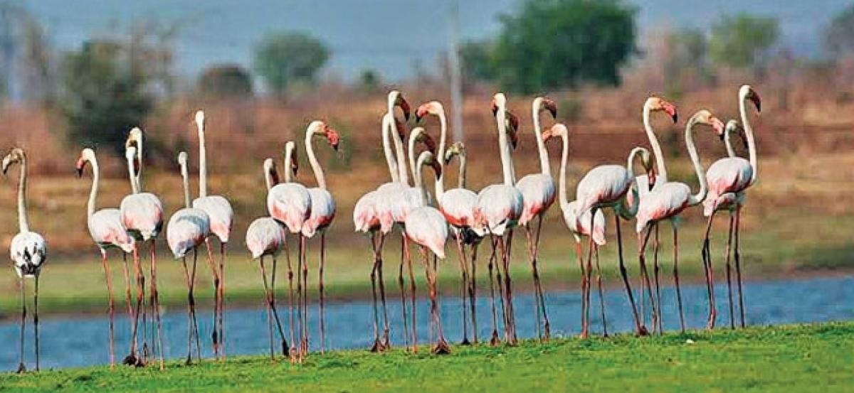 War-torn Kabul set to become safe haven for migratory birds