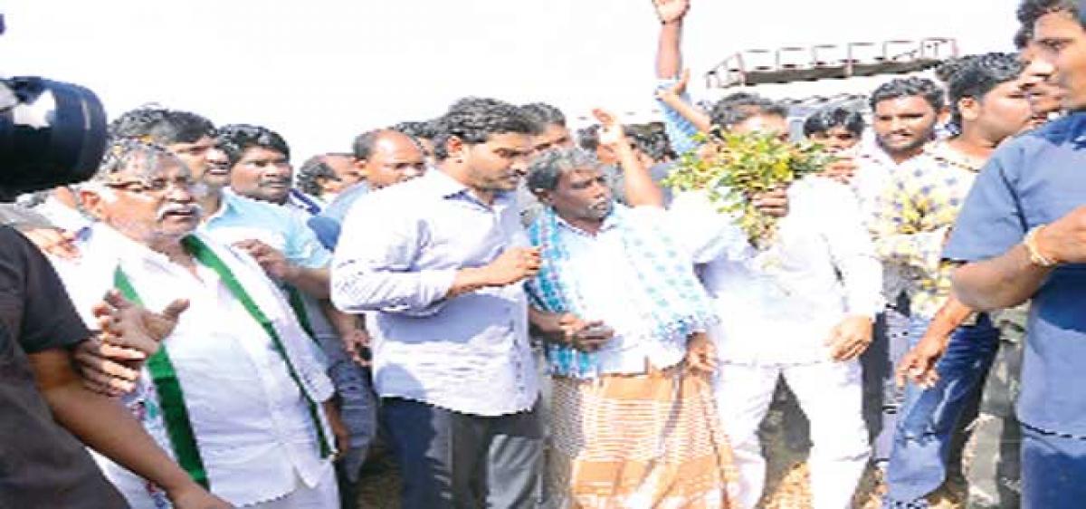 YS Jagan blames State for loss of black gram crop