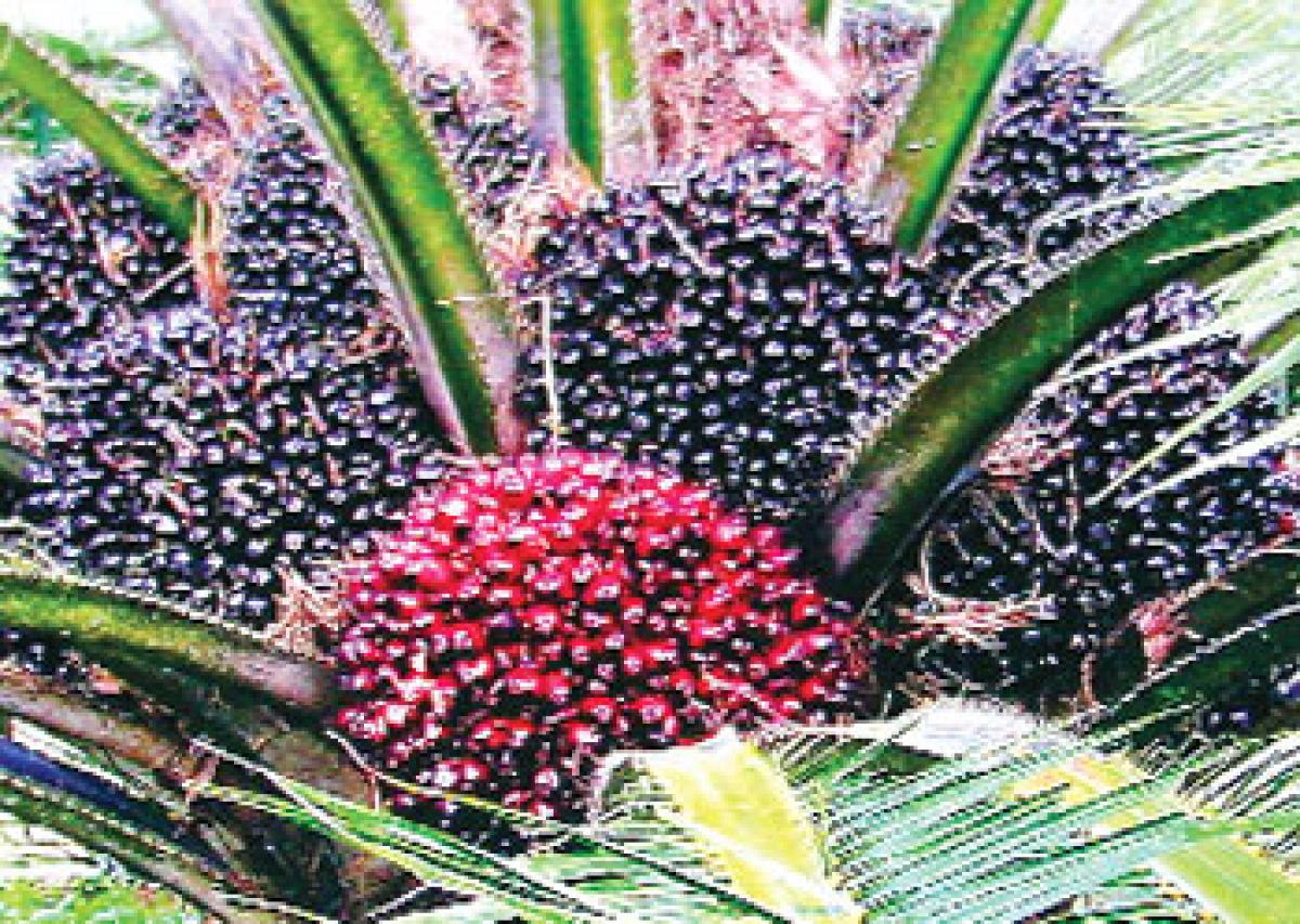 Oil palm growers seek remunerative price