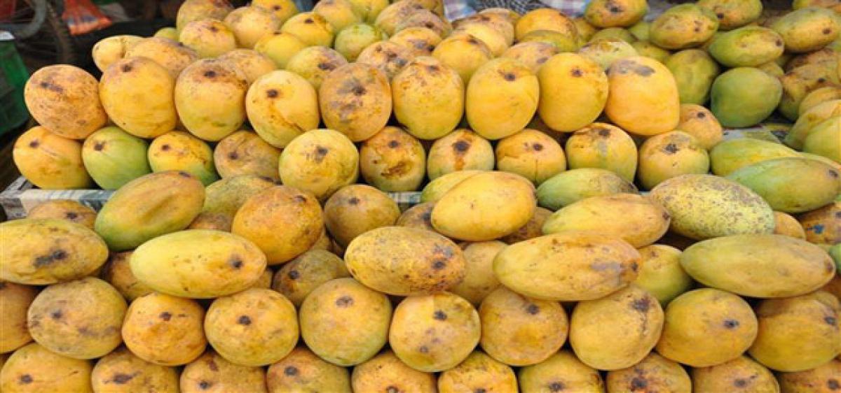 Juicy mangoes selling costly this year