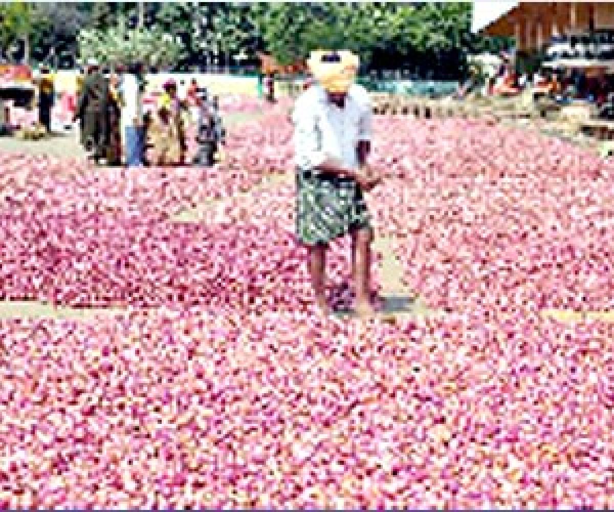 Onion still makes Kurnool’s farmers cry